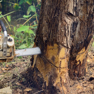 Professional tree felling, tree pruning, stump removal services throughout the Norwich area