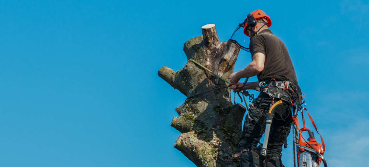 tree dismantling Norwich