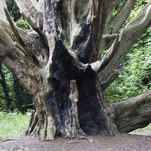 tree preservation orders Norwich