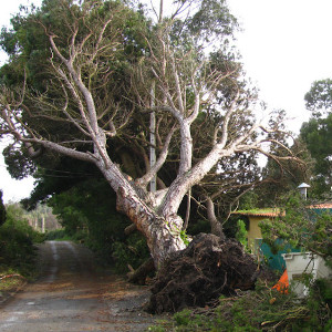 tree uprooted in Norwich after a storm